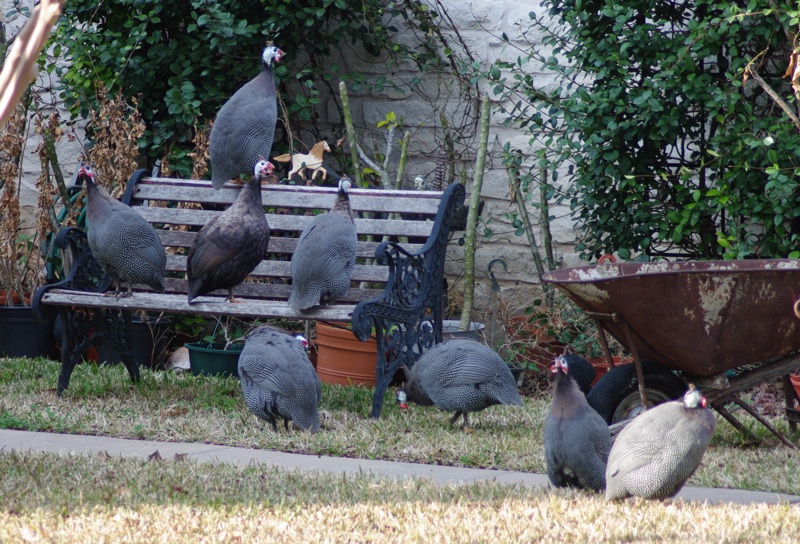 Guinea Fowl: Your Overlooked Backyard Buddy - Modern Farmer